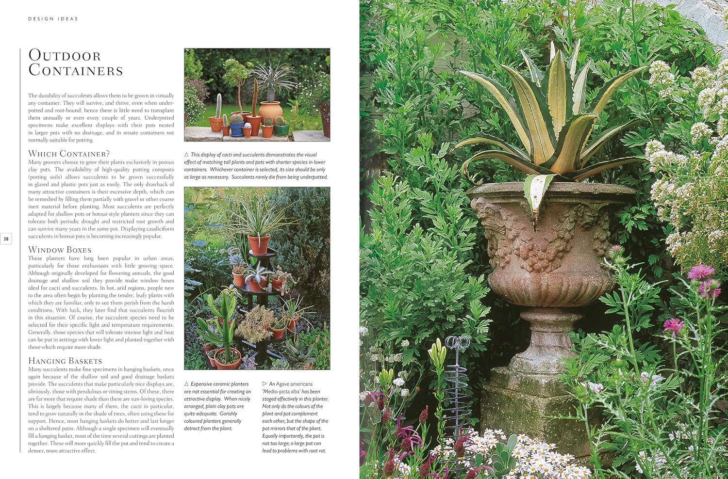 How to Choose and Care for Cacti & Succulents: The definitive gardening reference to identification and cultivation, with a directory of 400 varieties and 700 practical photographs