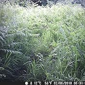 Se alle de natlige ting, der foregår.