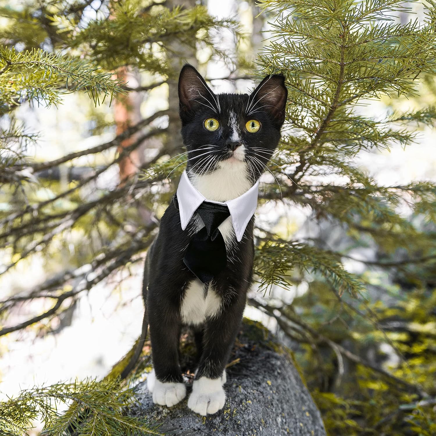 Dog Cat Tuxedo Collar, Cat Wedding Bowtie, Bow Tie Tux Costume image 5