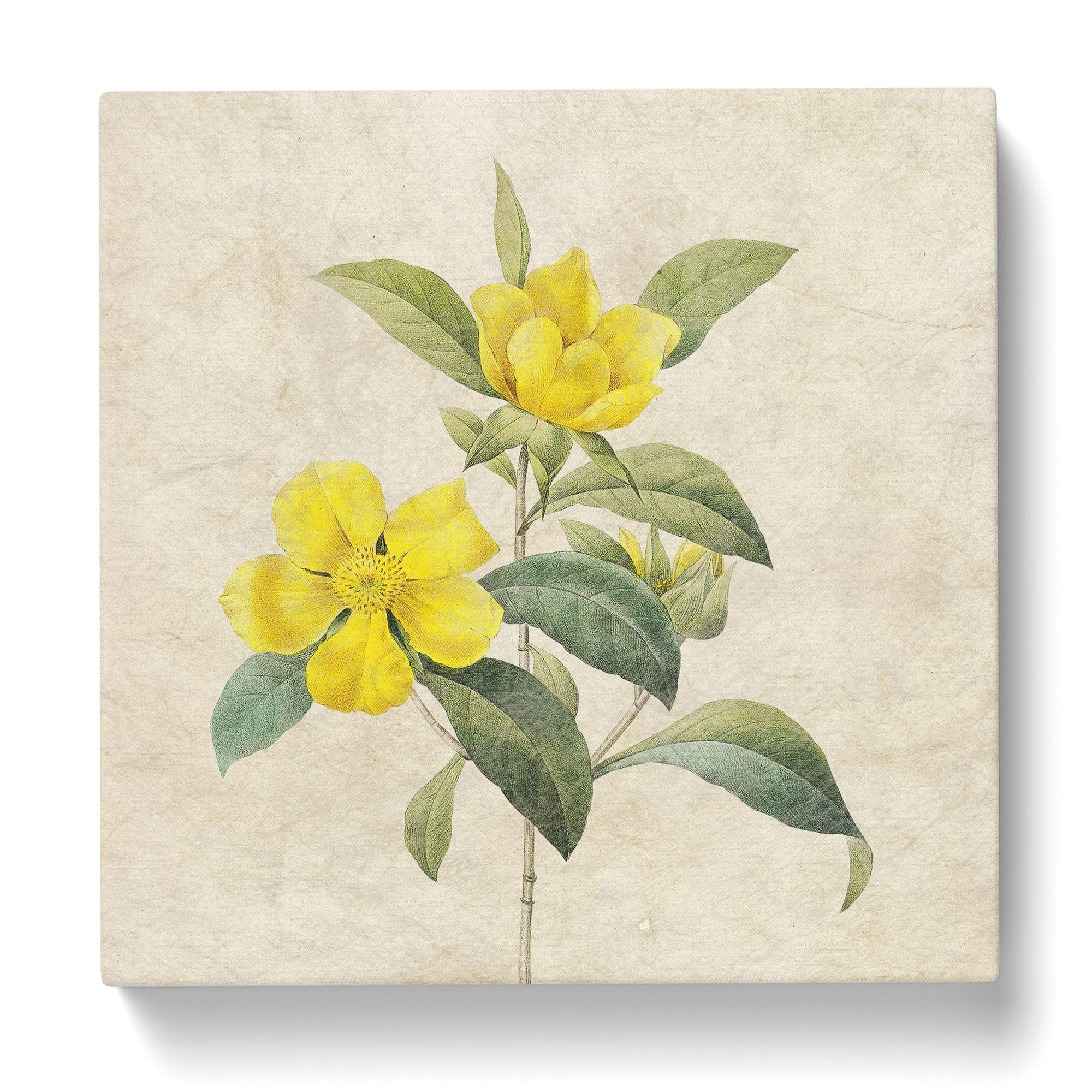 Touch Me Not Flowers in Yellow by Pierre Joseph Redoute Canvas Print, Mixed, 35L x 35W cm - Image 3