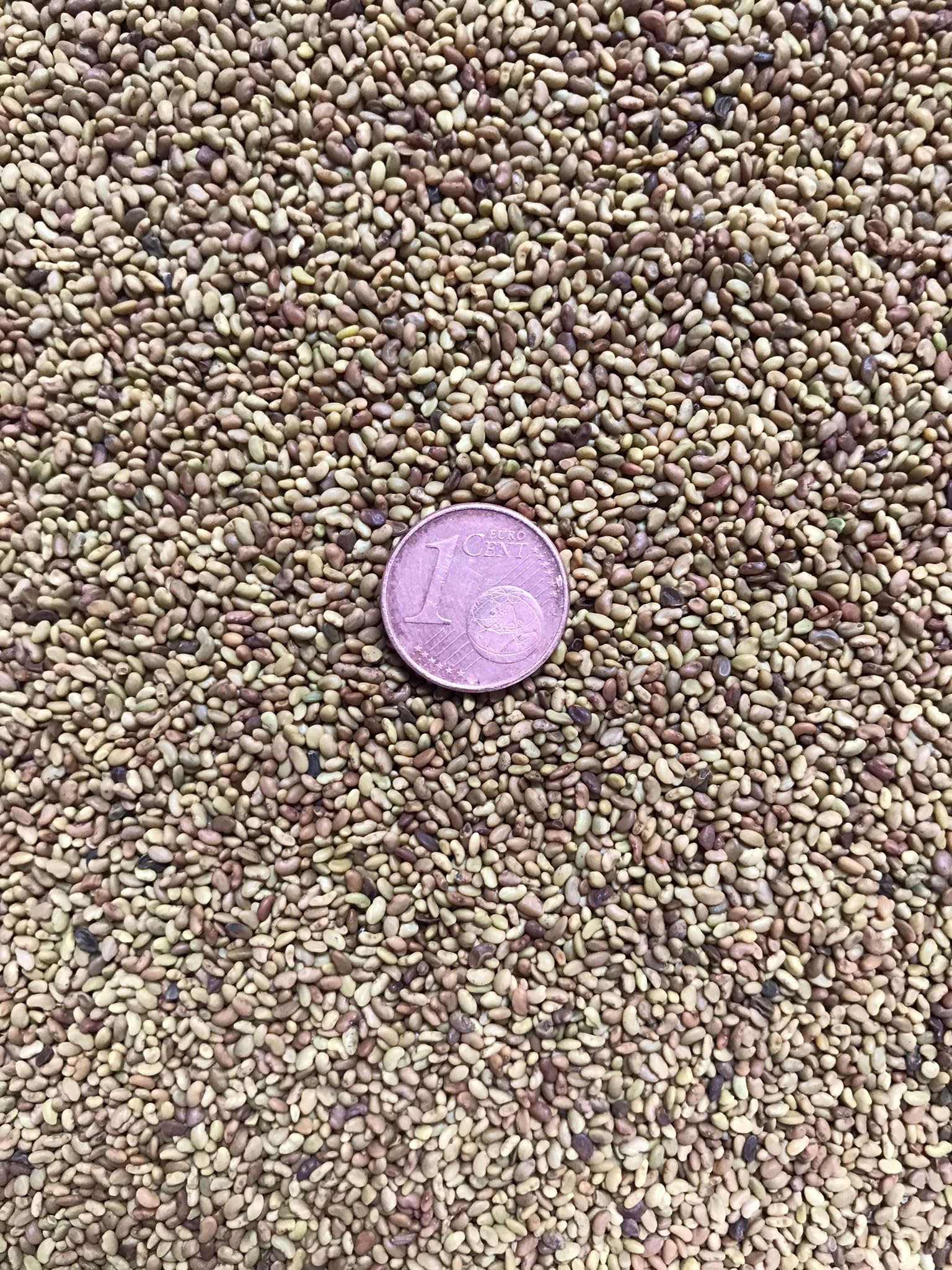 Luzerne (Medicago sativa) Samen. Ewiger Klee, Alfalfa, Tierfutter, Gründünger (100000 Samen = 200,0g)
