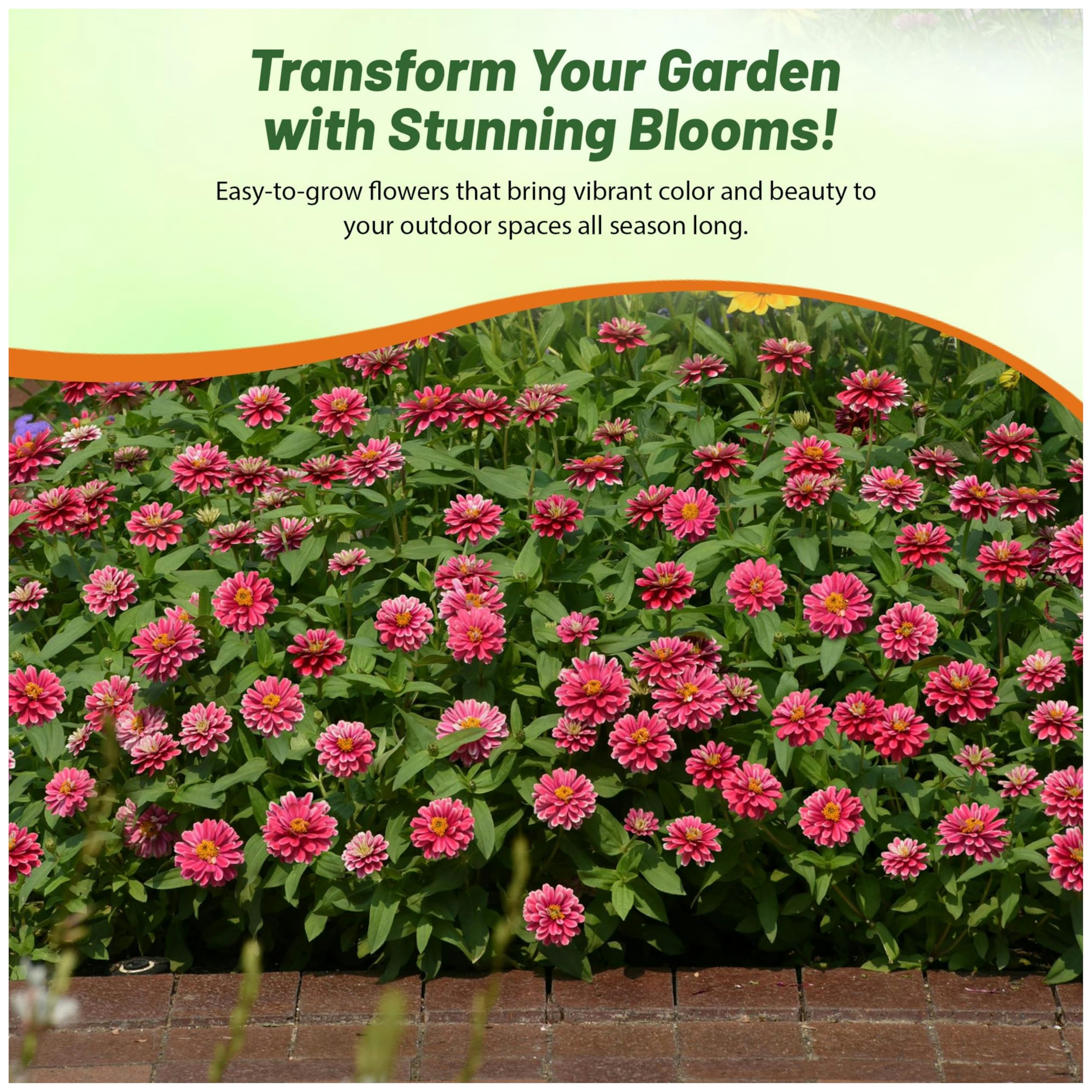 Amazon.com : Outsidepride Zahara Double Raspberry Ripple Zinnia