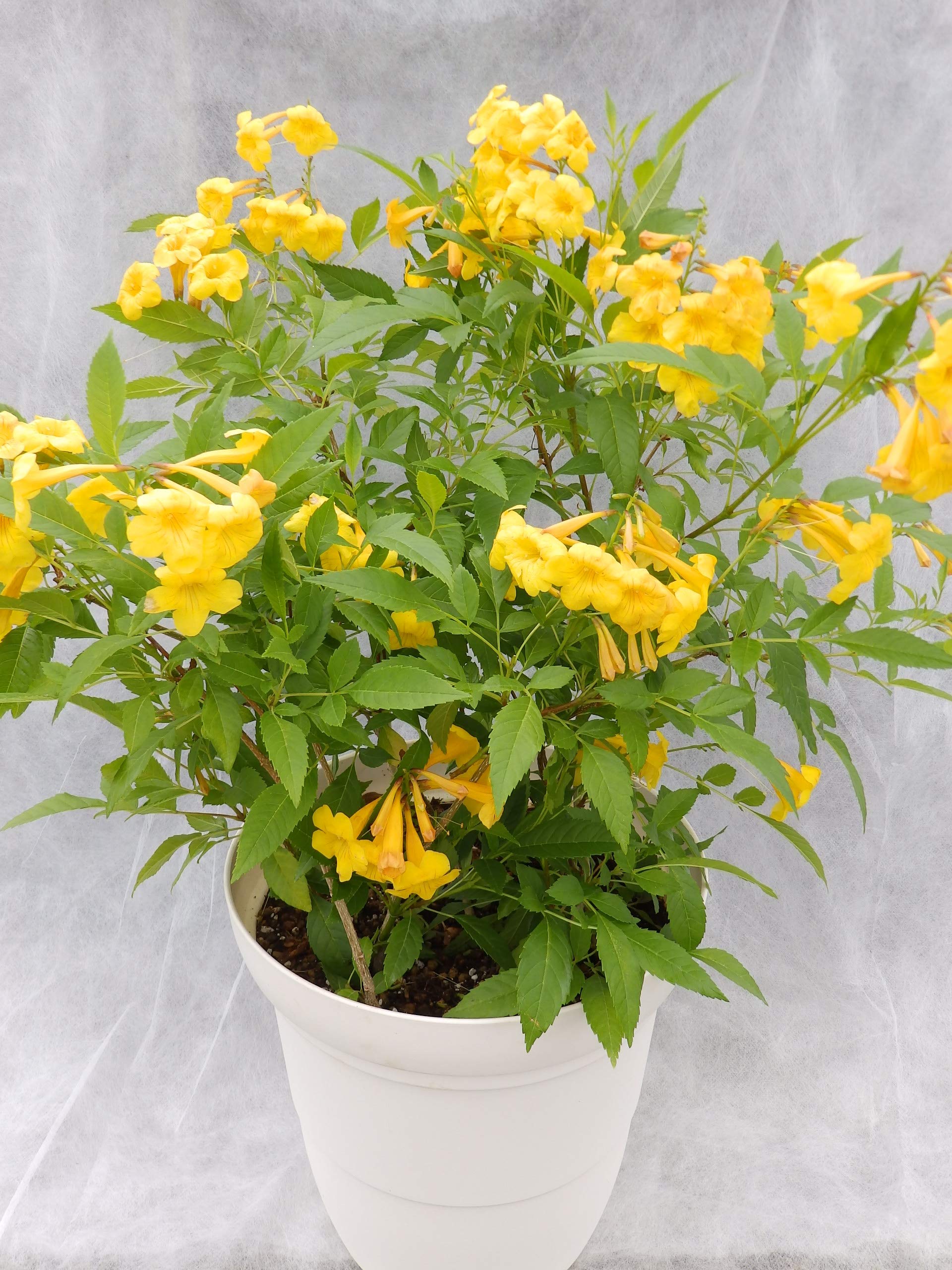 Mphmi Live Plant Nursery NCR Plants Tecoma gaudichaudi/Yellow Plant Bells- Flowering Shrubs Flowers Garden Live Plant Nursery Indoor Outdoor Living Plants (B0BWVTR4P1) Amazon Price History, Amazon Price Tracker