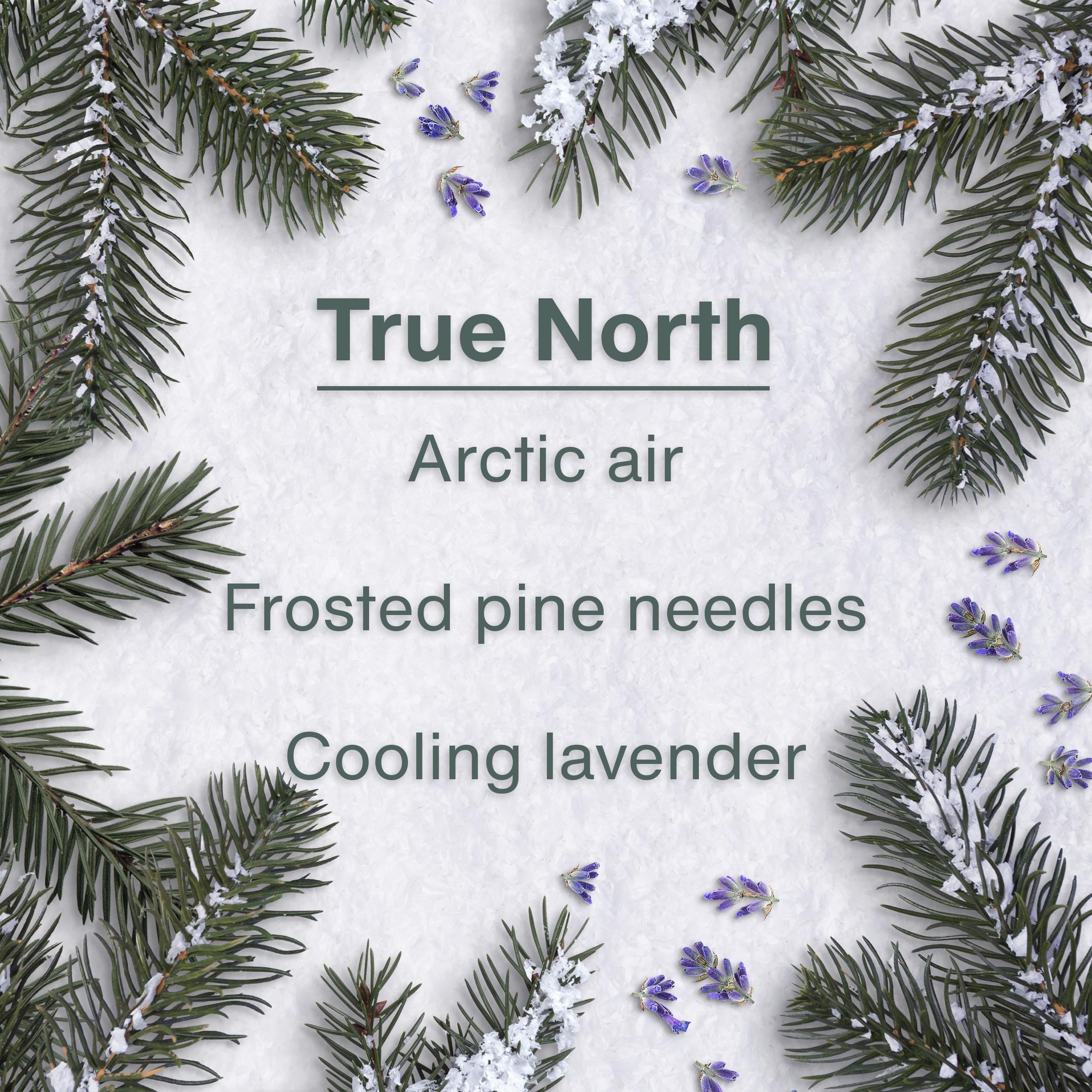 LITTLE TREES Lufterfrischer Auto Lufterfrischer Hängender Baum bietet lang anhaltenden Duft für Auto oder Zuhause True North 24 Lufterfrischer