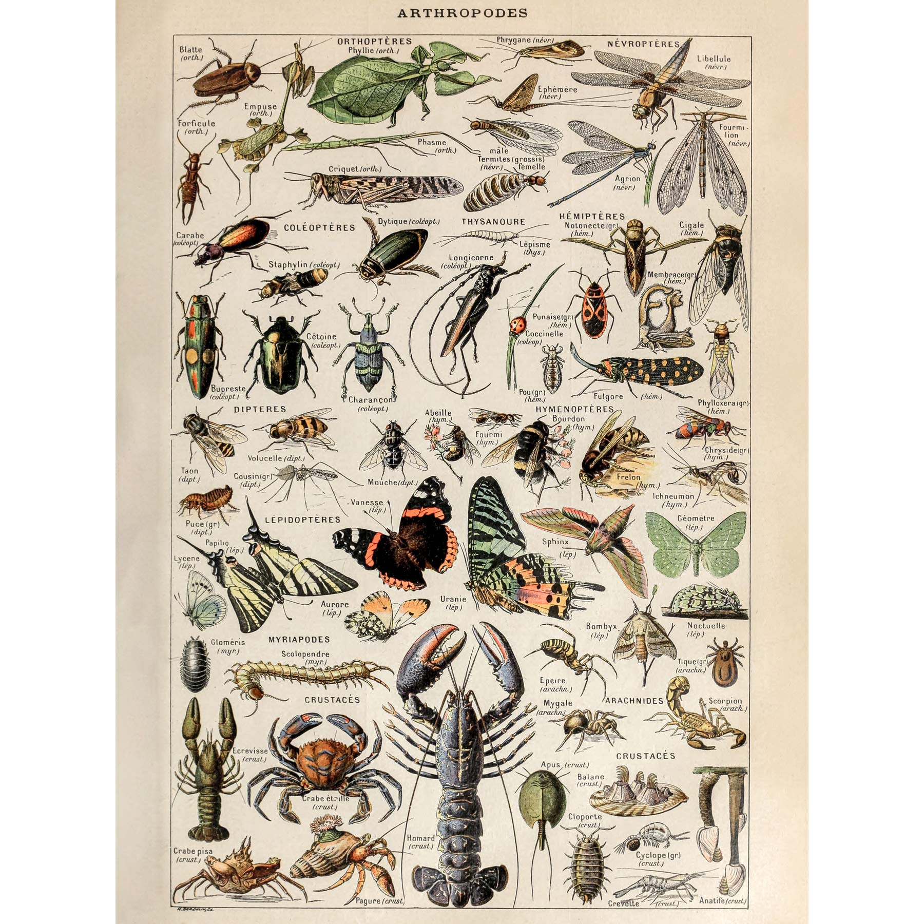 Artery8 Millot Encyclopedia Arthropods Exoskeletal Animals Premium Wall Art Canvas Print 18X24 Inch