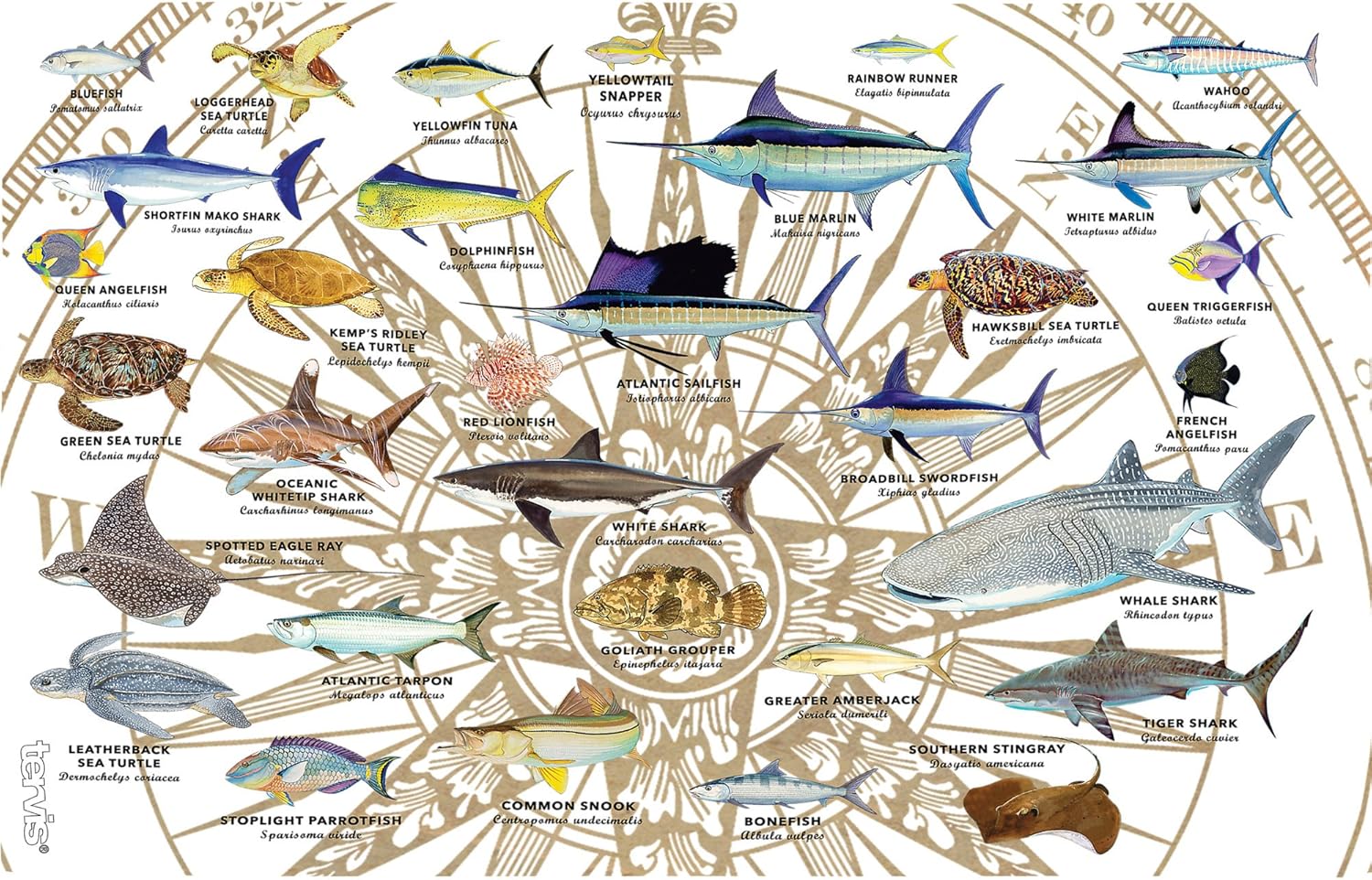 Tervis Guy Harvey Charts Made in USA Double Walled Insulated Tumbler Travel Cup Keeps Drinks Cold & Hot, 16oz Legacy, Classic - Image 2