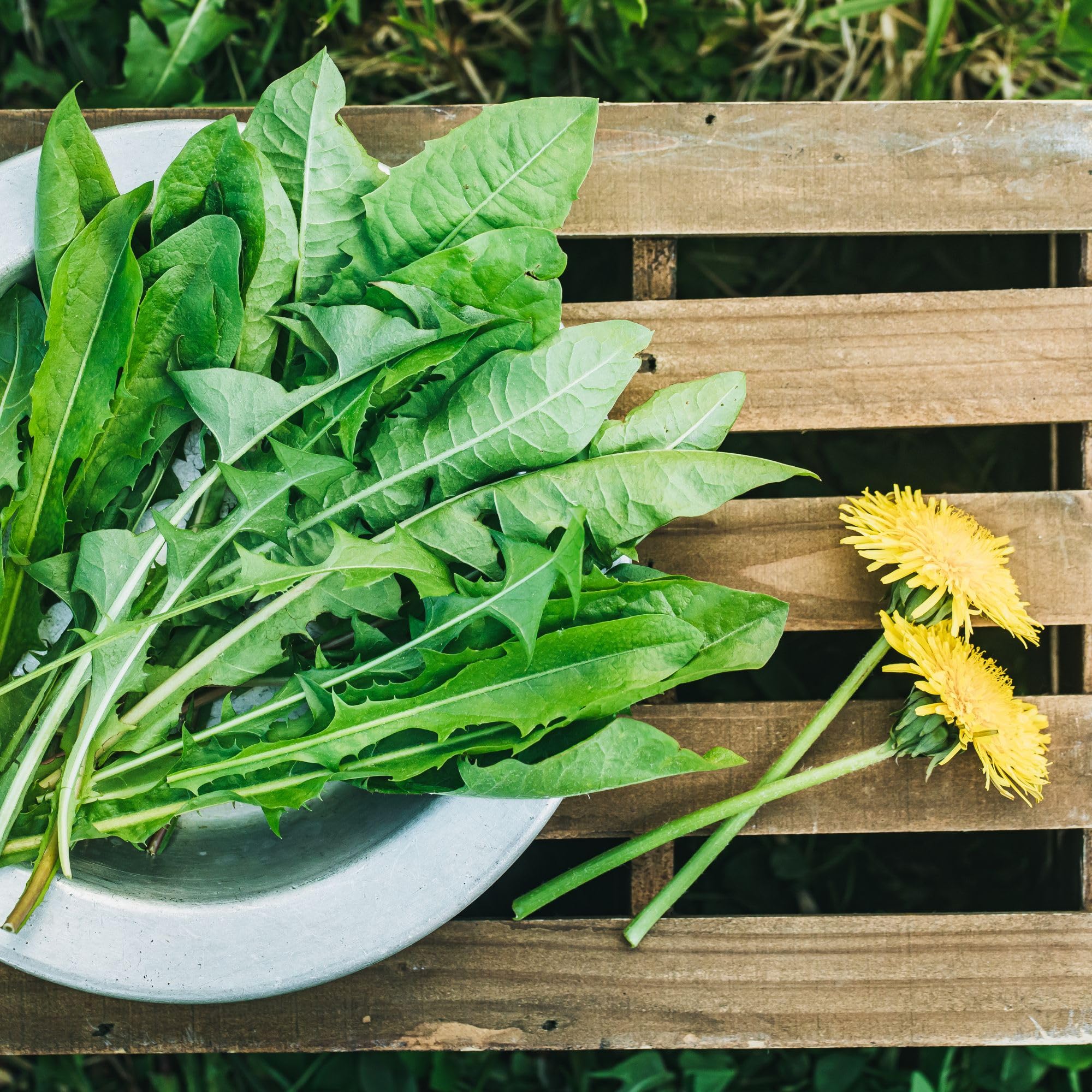 IDDA Herbal Herbata z Mniszka Lekarskiego 250g, Suszone i Cięte Liście Mniszka, Herbata Liściasta