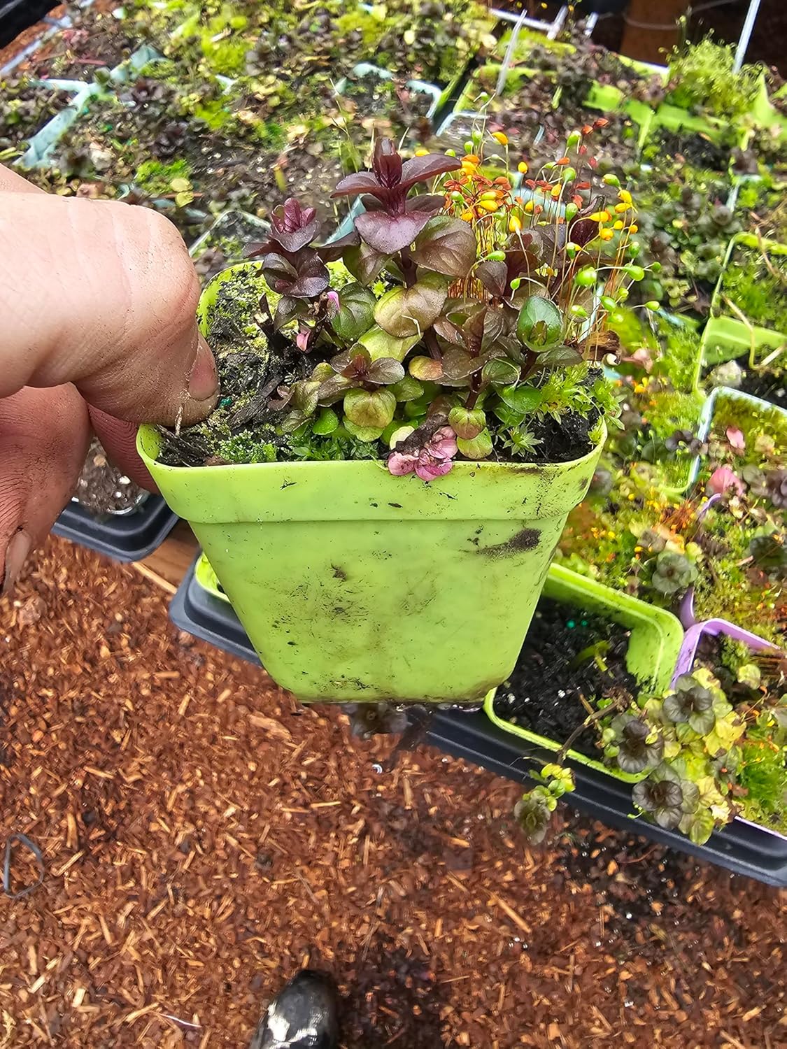 3 Pack Live Mint Plants Strawberry Orange Pineapple
