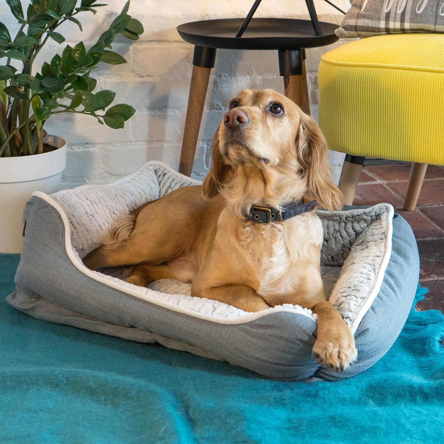 Small Dog Bed, Cat Bed, Neutral Super Soft Fluffy Sofa Bed, Machine Washable, Rectangle, Puppy Bed, Small Breed Dogs or Cats, Grey - 54x40x20cm
