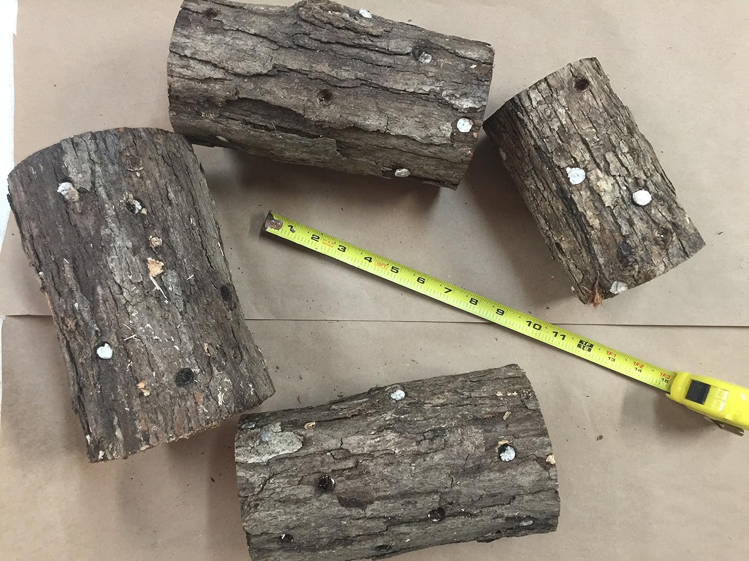 6" to 9" Shiitake Mushroom Log (2 logs per order)