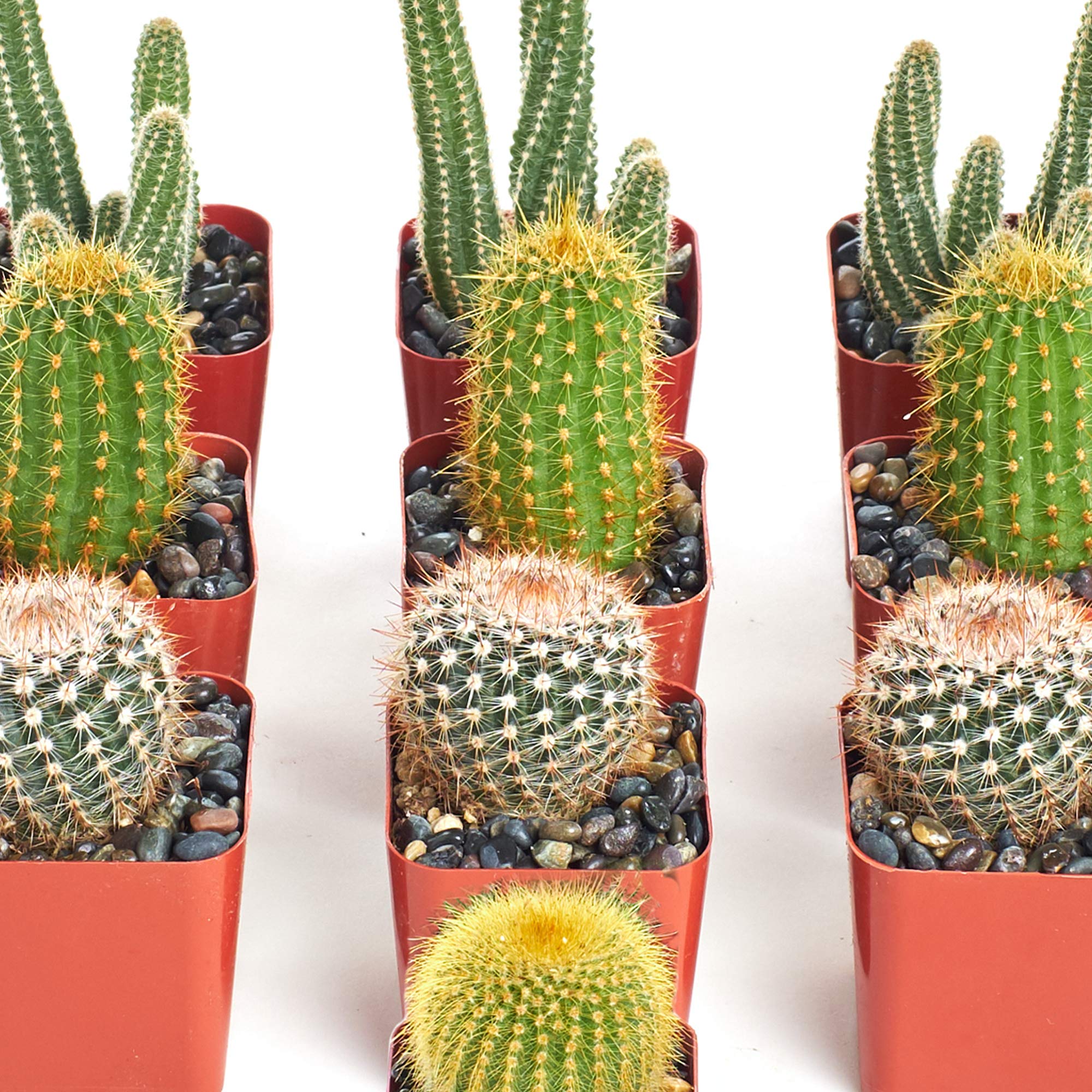 Amazon.com : Shop Succulents | Can't Touch This Collection