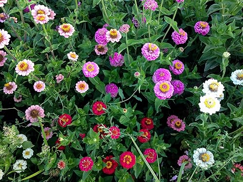 Miniatura 7 de Plant Good Seed Semillas orgánicas de zinnia de umbelina  Paquete de 200, semillas tradicionales para plantar flores, suministros de jardinería,