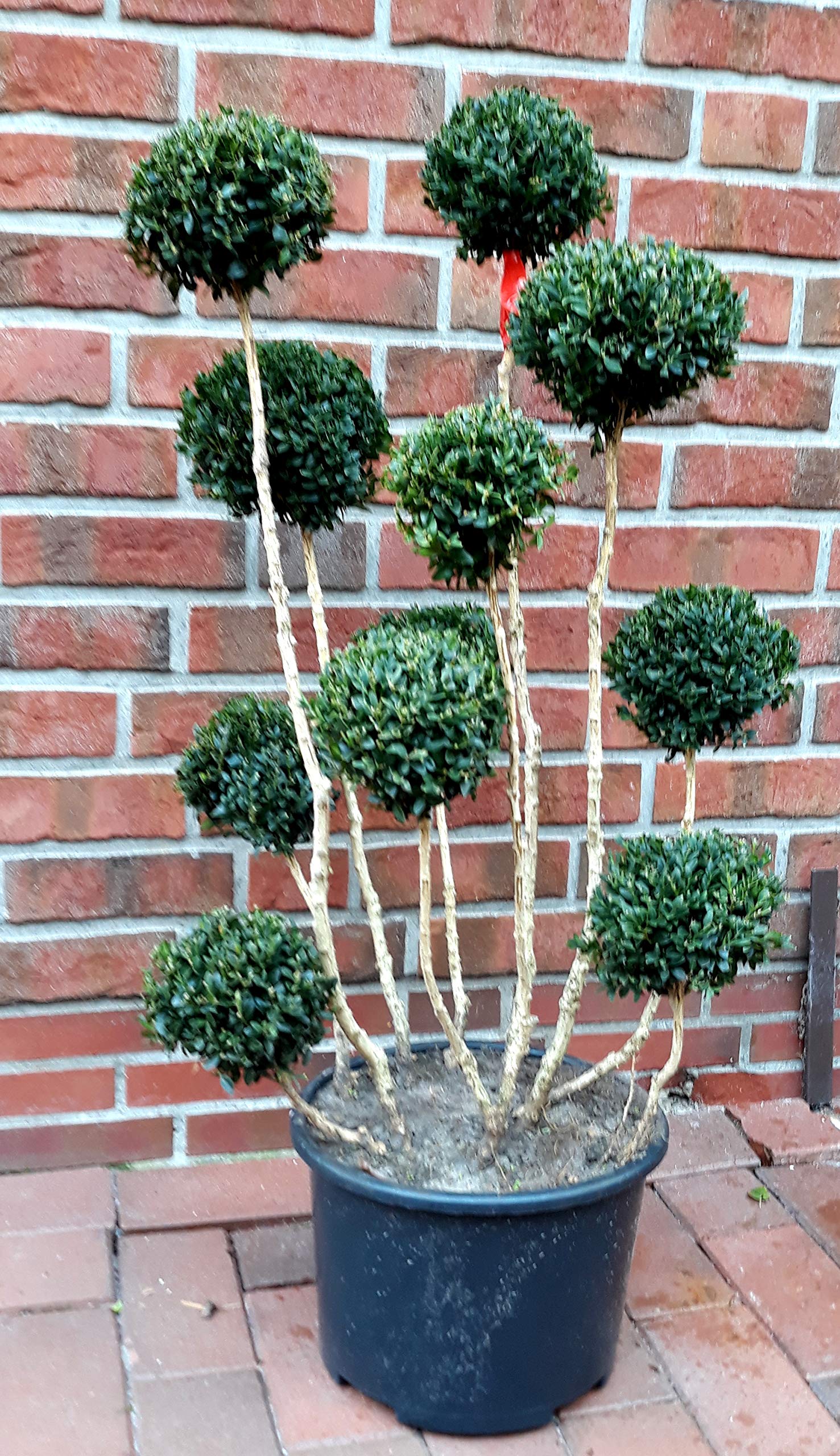 Buchsbaum Bonsai, Buxus PomPon, Hhe: 100-110 cm, Formpflanze + Dnger :  Amazon.de: Garten