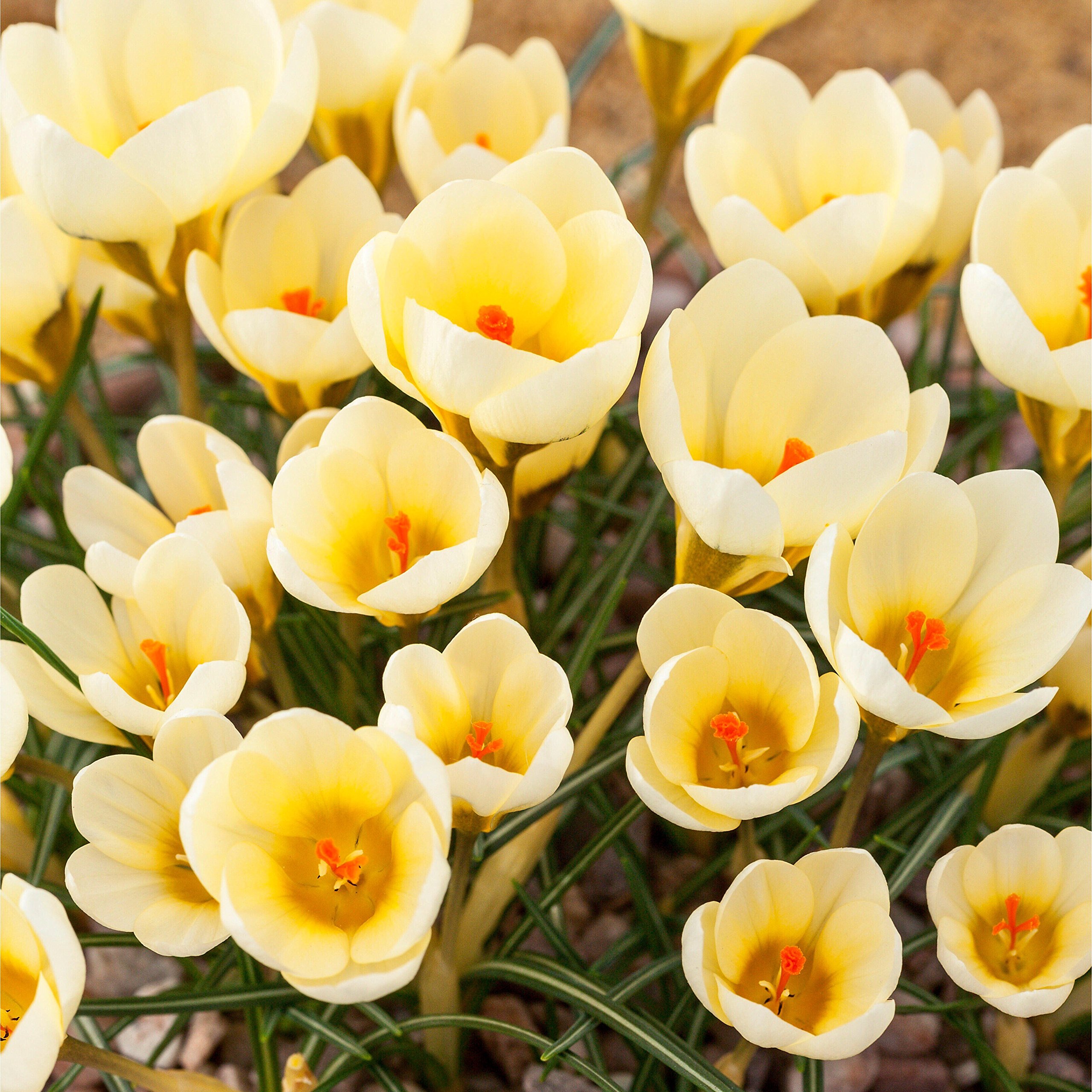 25 x Crocus Bulbs - Cream Beauty - Beautiful Creamy Yellow Cup Shaped Flowers - Spring Flowering Bulbs - Perfect for Bees - Ideal for Pots - Plant with Snowdrop Bulbs - Free P&P