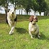 Big Game Hunters Double Strength Dog Tennis Ball - Virtually Indestructible Ideal For Heavy Chewers