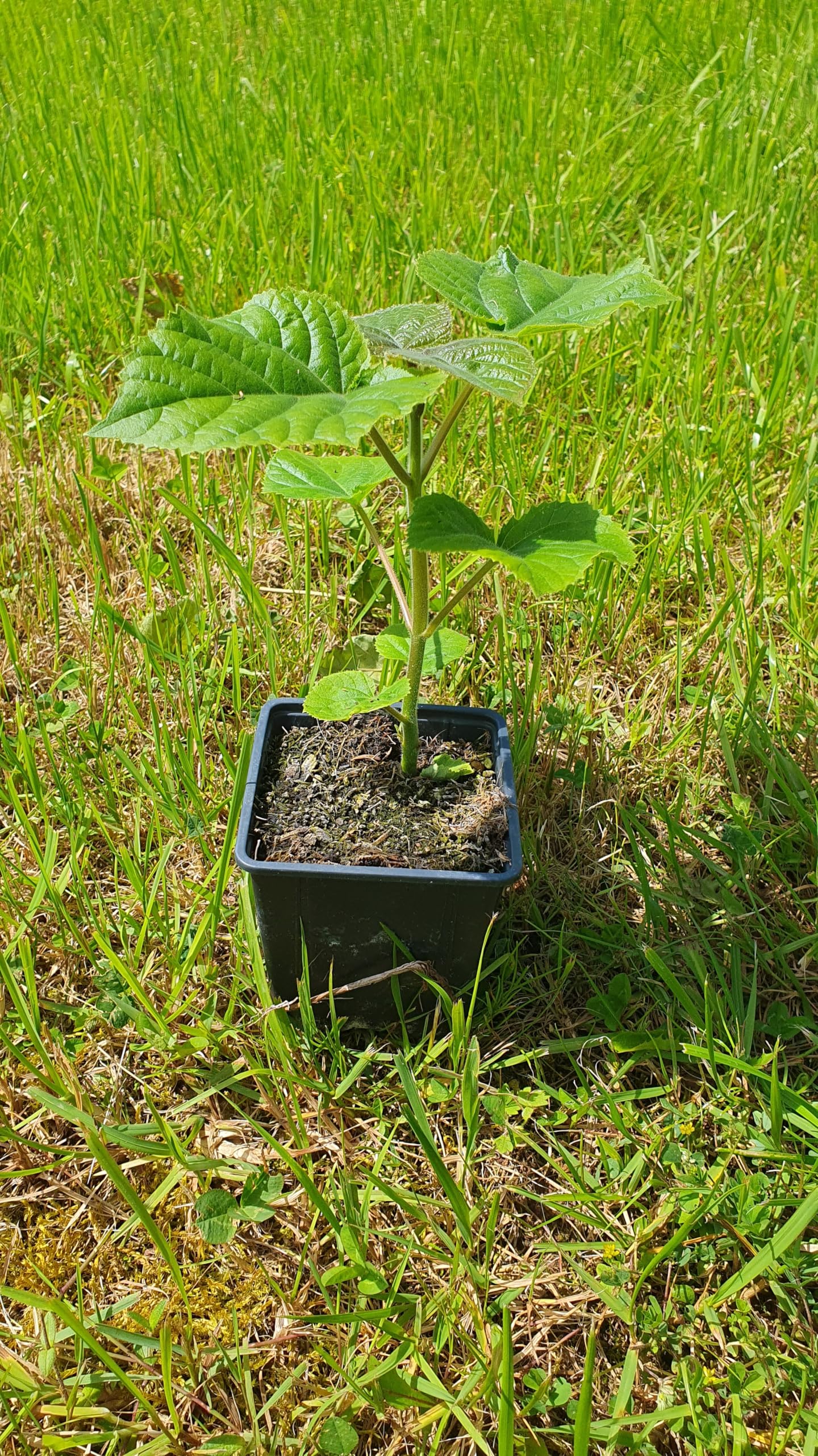 Lot de 5000 graines de paulownia Elongata, Kiri, Cylownia, à croissance rapide, résistante à l'hiver