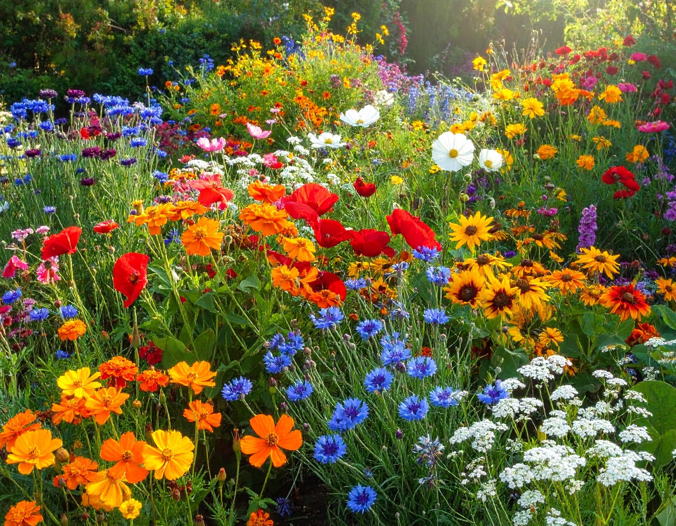 Bienenfreundliche Blhmischung einjhrig aus 15 Sorten farbenfrohes Saatgut  fr Garten Balkon Freiland Wildblumen Bienenweide anlegen, ausreichend fr  30m2 : Amazon.de: Garten
