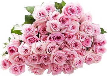 Blooms2Door Flowers - 50 Pink Roses , Long Stem - 50cm - Wholesale Fresh Flowers I Gift for Birthday, Anniversary, Thank You, Mothers Day Fresh Flowers.