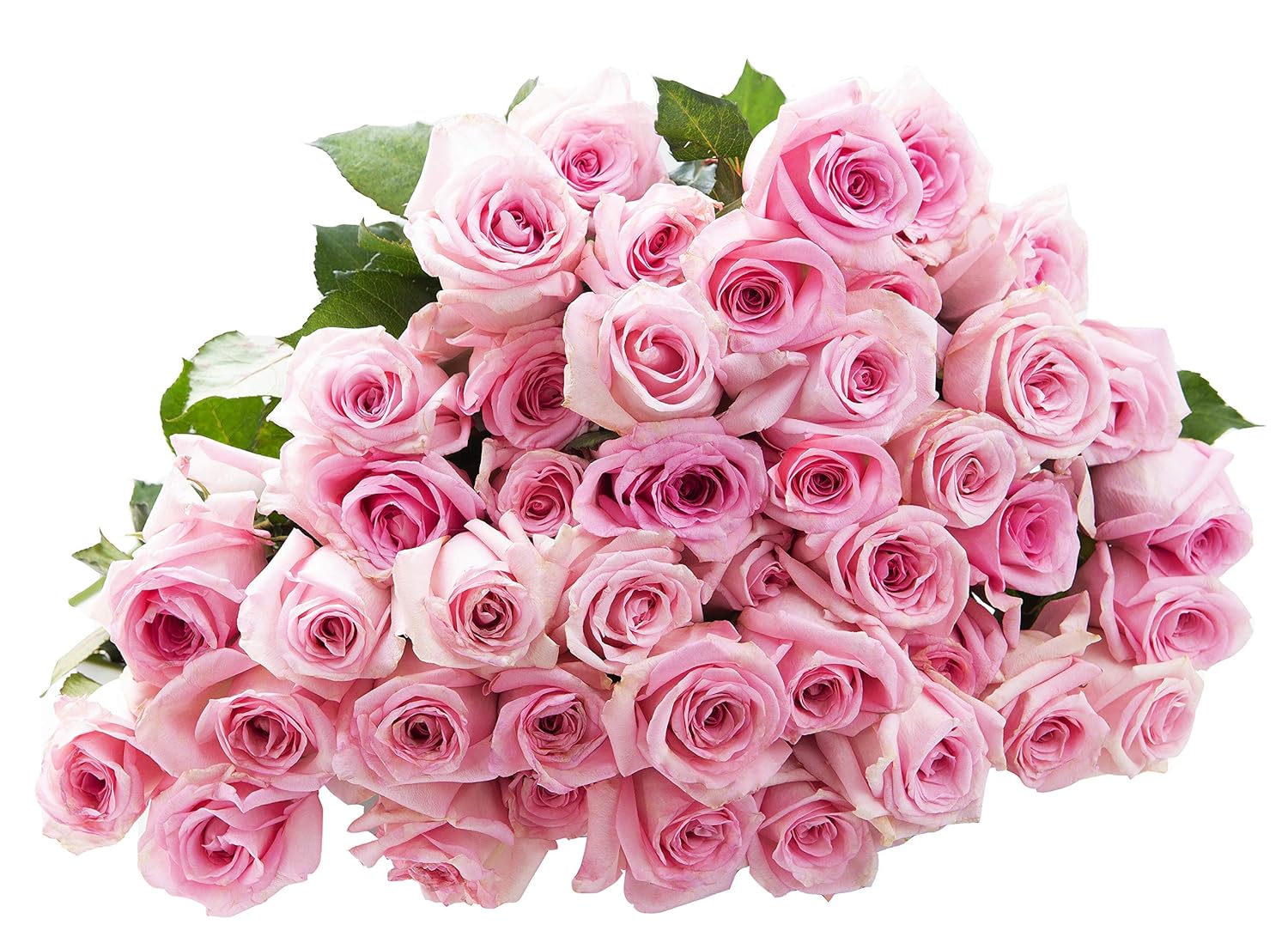 Blooms2Door PRIME NEXT DAY DELIVERY - WEDDING COLLECTION - 50 Pink Roses (Long Stem - 50cm) - Wholesale Fresh Flowers I Gift for Birthday, Anniversary, Thank You, Mother’s Day Fresh Flowers.
