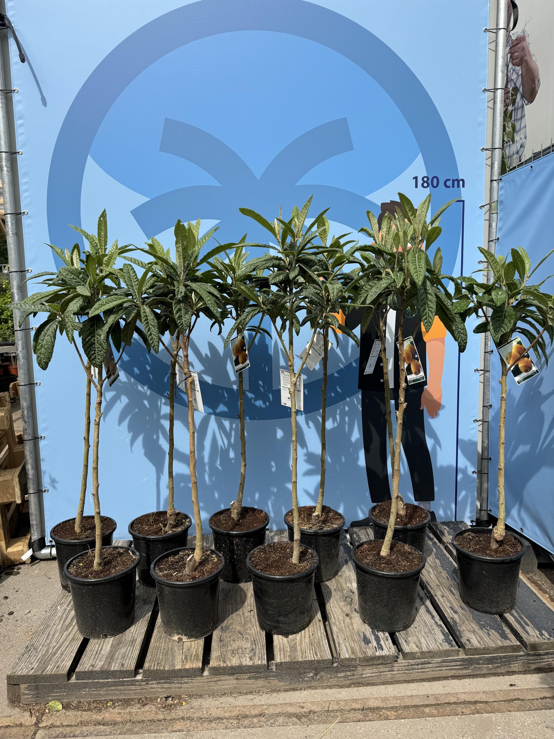 Japanische Wollmispel, Eriobotrya Japonica, Mispel 150cm Mispero, Argelino - A+