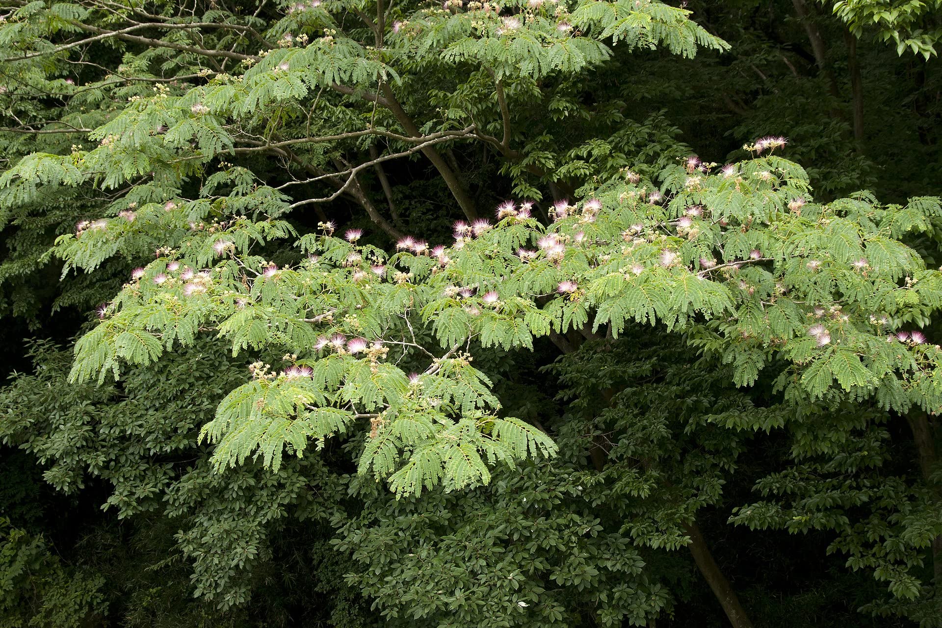 20 Semillas de Acacia de Constantinopla (Albizia Julibrissin) - Árbol Ornamental de Flores Rosadas