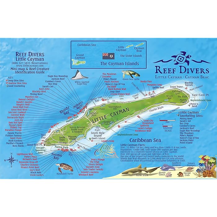 Buy Franko Maps Little Cayman Island Dive Map &amp; Reef Creatures Guide ...