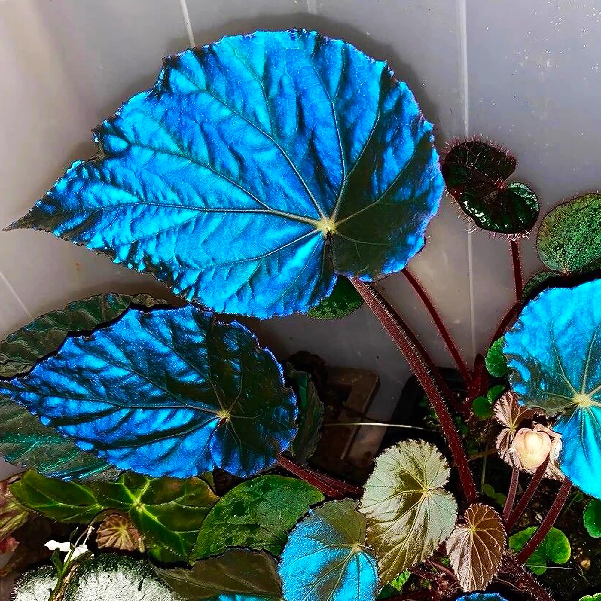 Amazon.com : 50Pcs Begonia Seeds Blue Purple Coleus Begonia Flower