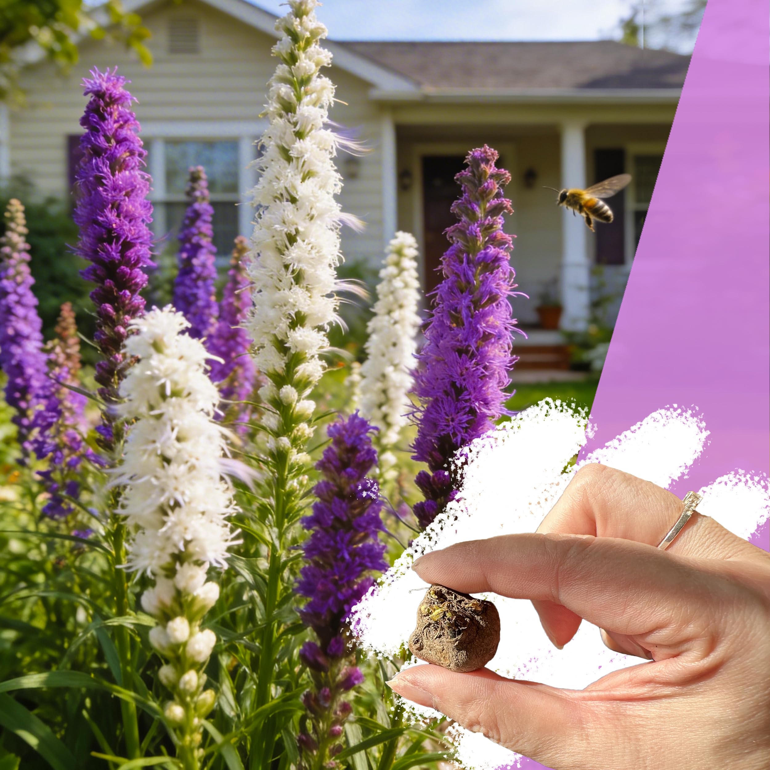 5 Liatris Spicata Garden Bulbs - Mixed Purple White Blazing Star Summer Flower Bulbs Perennial Gayfeather Corms Tall Plant Border Bloom Cut Flower Outdoor Pollinator Friendly Attrack Butterflies Bees