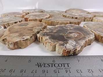 Petrified Wood Slab, a Polished Fossil Stone Tree Specimen Slice from Madagascar, Each Piece Different for a Unique Gift, Medium 2 1/2-4 1/2 Size