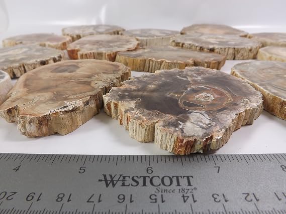 Petrified Wood Slab, a Polished Fossil Stone Tree Specimen Slice from Madagascar, Each Piece Different for a Unique Gift, Medium 2 1/2-4 1/2 Size