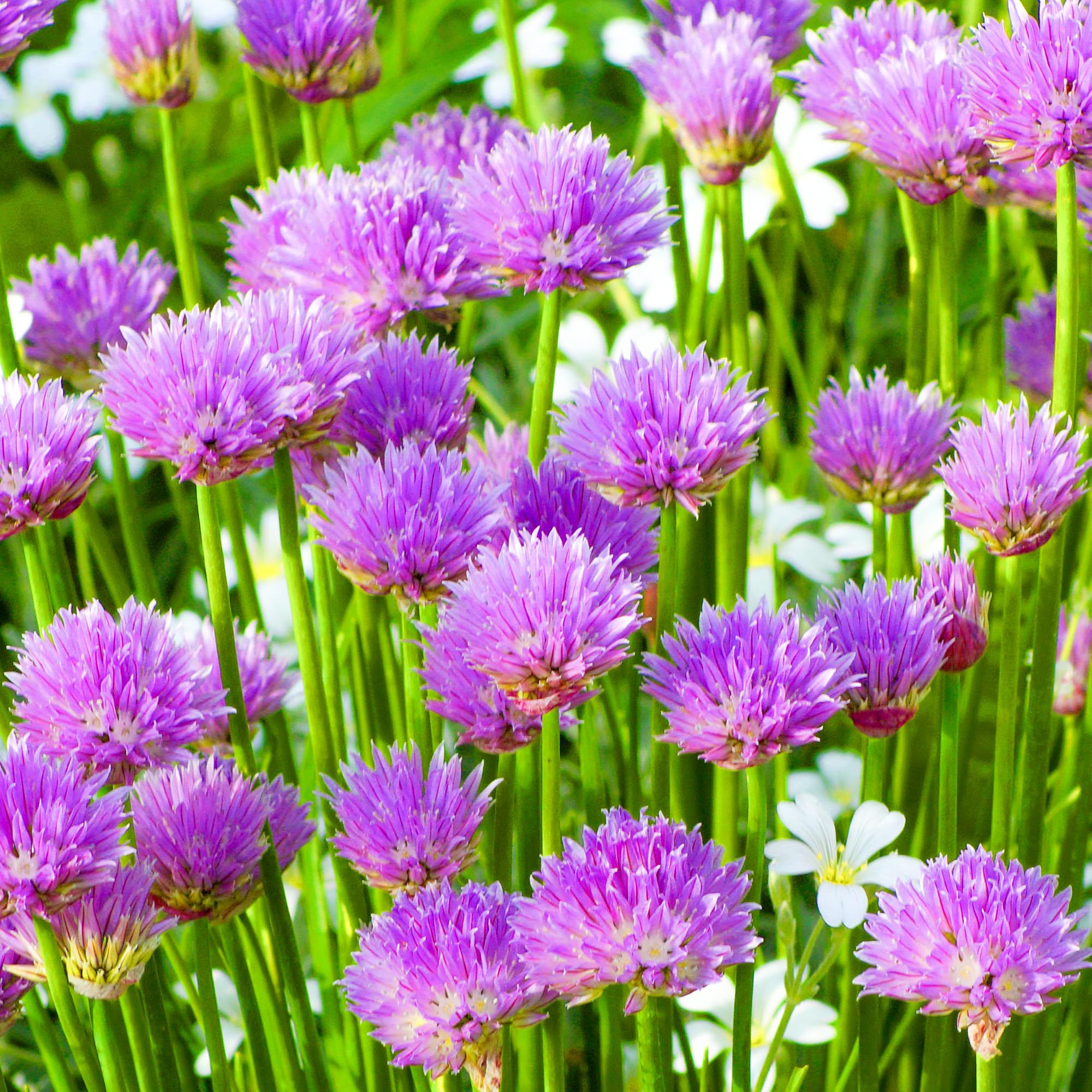 Chives Common - 1 Plant - Garden Kitchen Herb for Cooking Planters in 8cm Pot