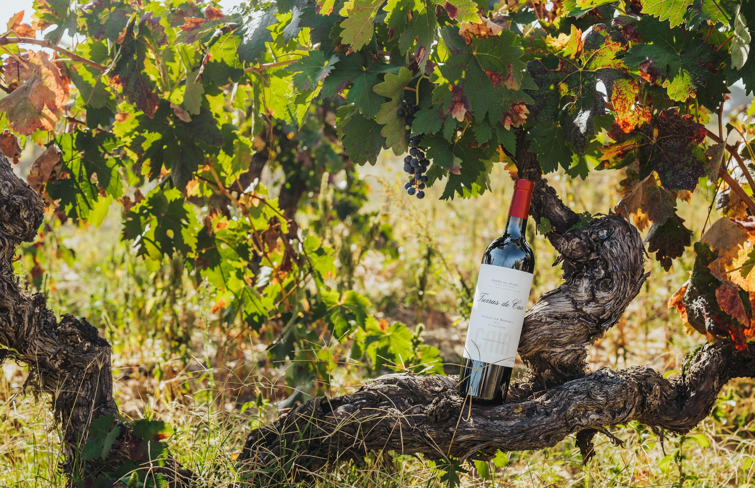 Tierras de Cair - Vino Tinto con D.O. Ribera del Duero - Reserva - Variedad Tempranillo - Intenso y Complejo - Reposo en Barrica de Roble Francés - Incluye Estuche Cartón Premium - Botella de 75 cl