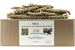 Economy And Thin Special Spray Millet