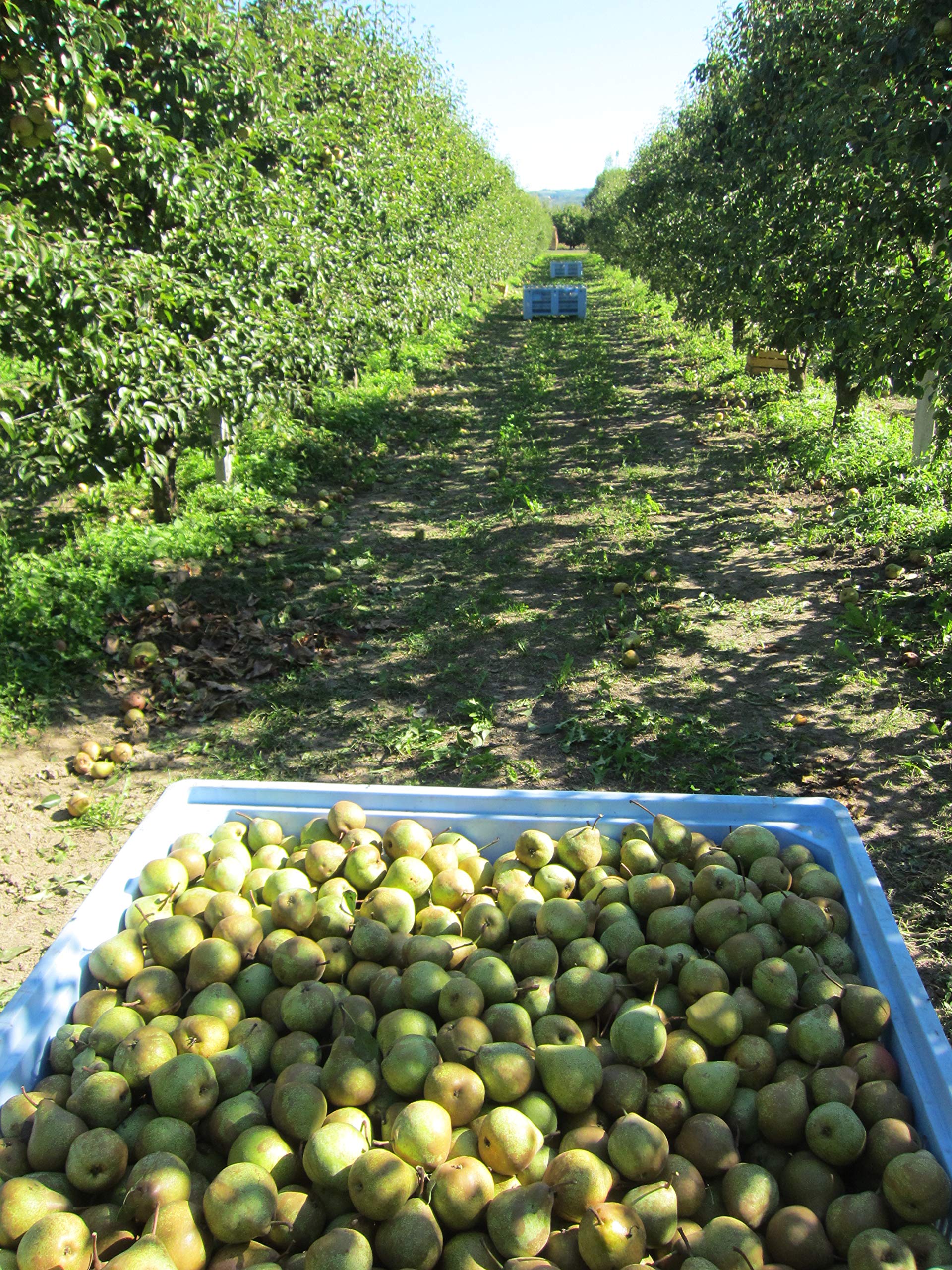 Mariangela Prunotto Empresa Agricola Ocet jabłkowy organiczny niefiltrowany z matką 250 ml 6 sztuk