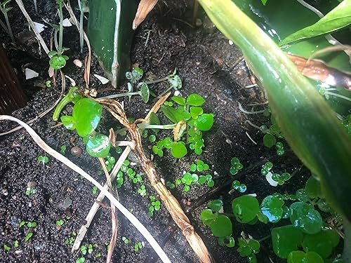 Miniatura 7 de 2 paquetes de hierba de garra de cangrejo Peperomia pellucida (rau cang cuaPepper ElderShining Bush Plant - 50 semillas por paquete