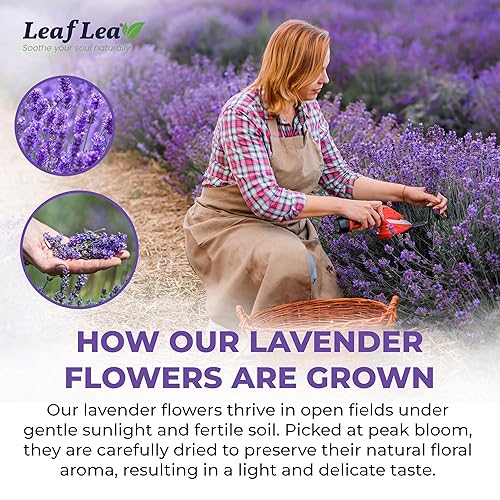 Miniatura 7 de LeafLea 40 bolsas de té de lavanda de primera calidad, flores de lavanda naturales, té de hierbas de lavanda con delicado aroma floral y sabor