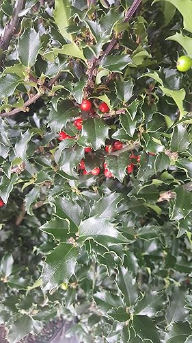 Miniatura 3 de Ilex X meserveae 'Blue Princess' (Blue Holly) Evergreen, #2 - Contenedor de tamaño