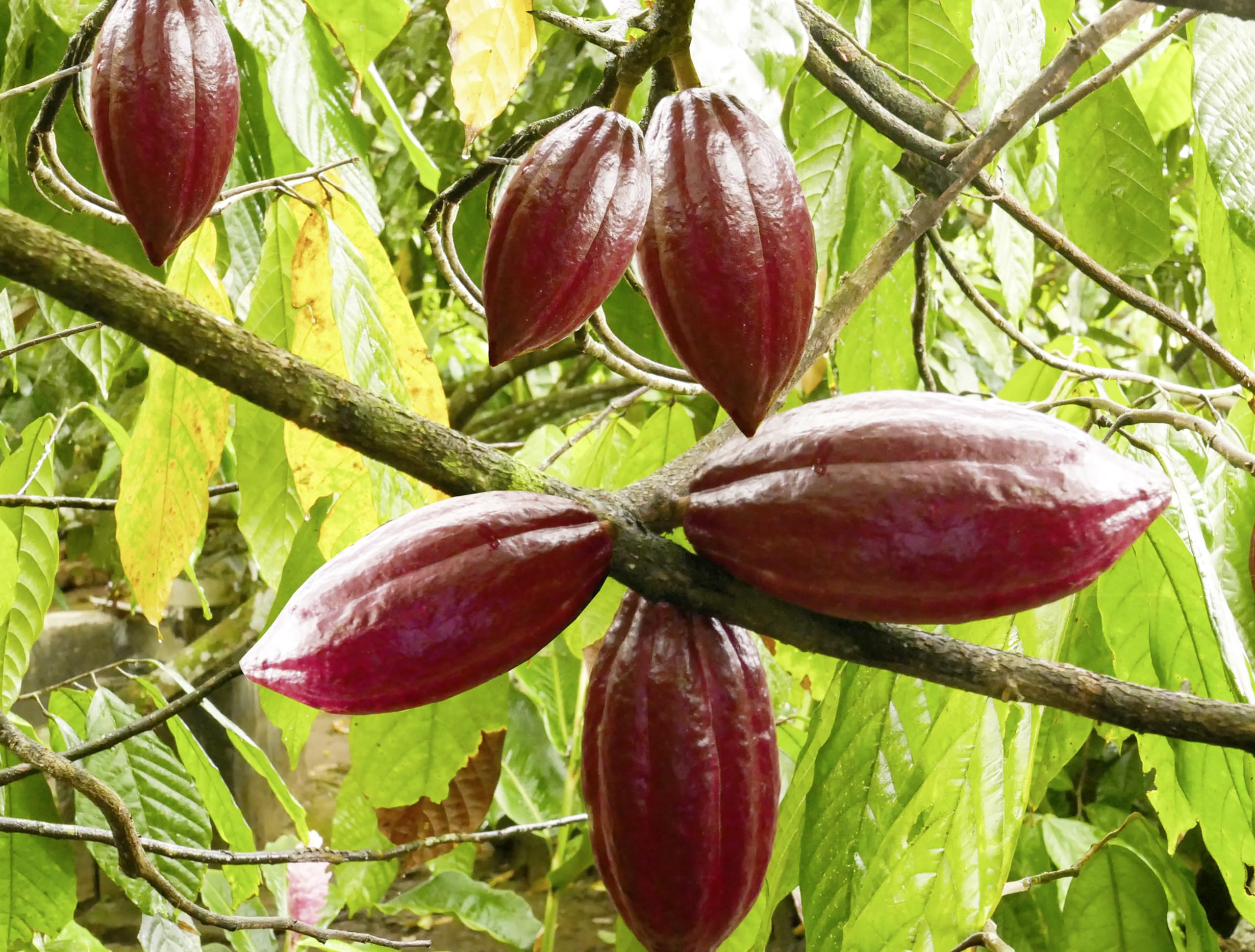 Meybona Urspungs-Schokolade Zartbitter | Ecuador | 72% Kakao | 18x40g | Single Origin, Edelkakao-Schokoladen, Schokoladentafel, ausgewählte Edelkakaobohnen, perfekt für unterwegs, ohne Palmöl