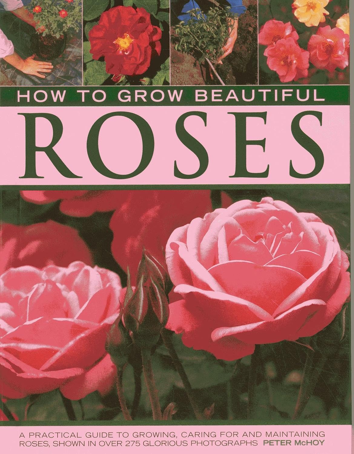 How to Grow Beautiful Roses: A Practical Guide to Growing, Caring For ...