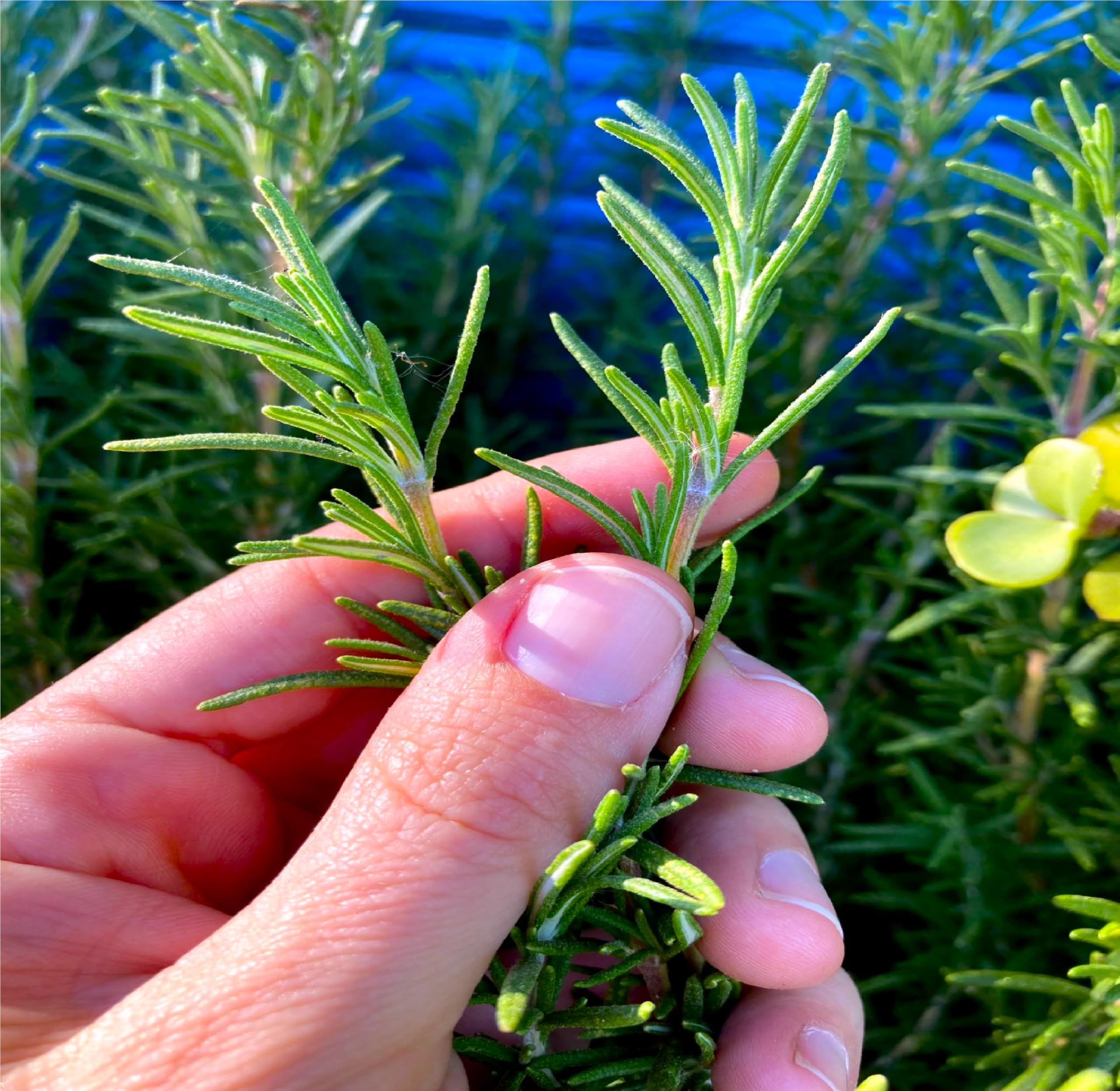 Rosemary Seeds for Home Gardening | High Germination Aromatic Herb Seeds | Non-GMO Fresh Rosemary Plant Seeds for Kitchen Garden, Balcony, Terrace & Indoor Herb Growing-image-23