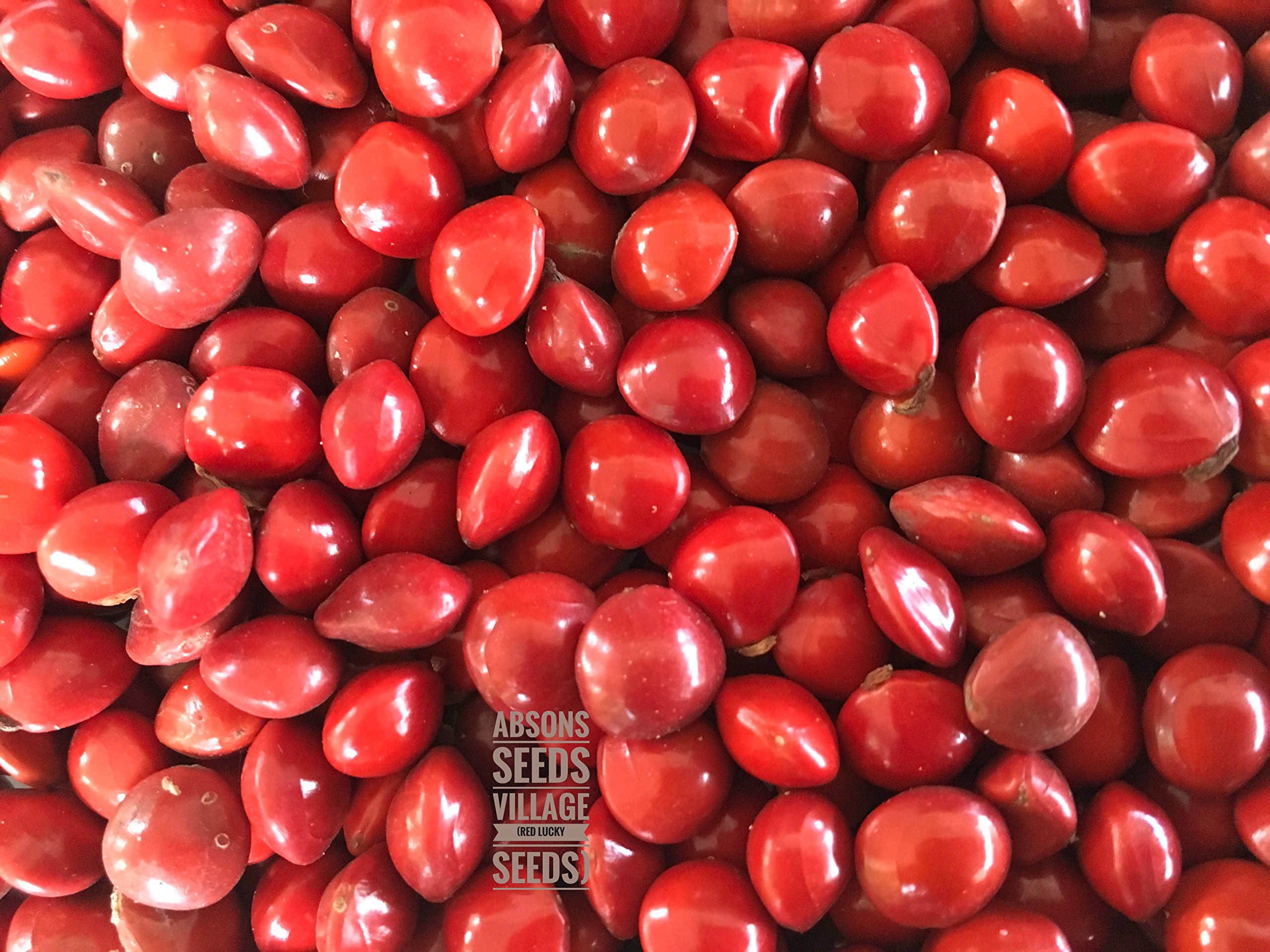 Seeds village Adenanthera Pavonina or Coral Wood Tree Acacia Manchadi Red Lucky Seeds Circassian bean (B07B8CH5WP) Amazon Price History, Amazon Price Tracker