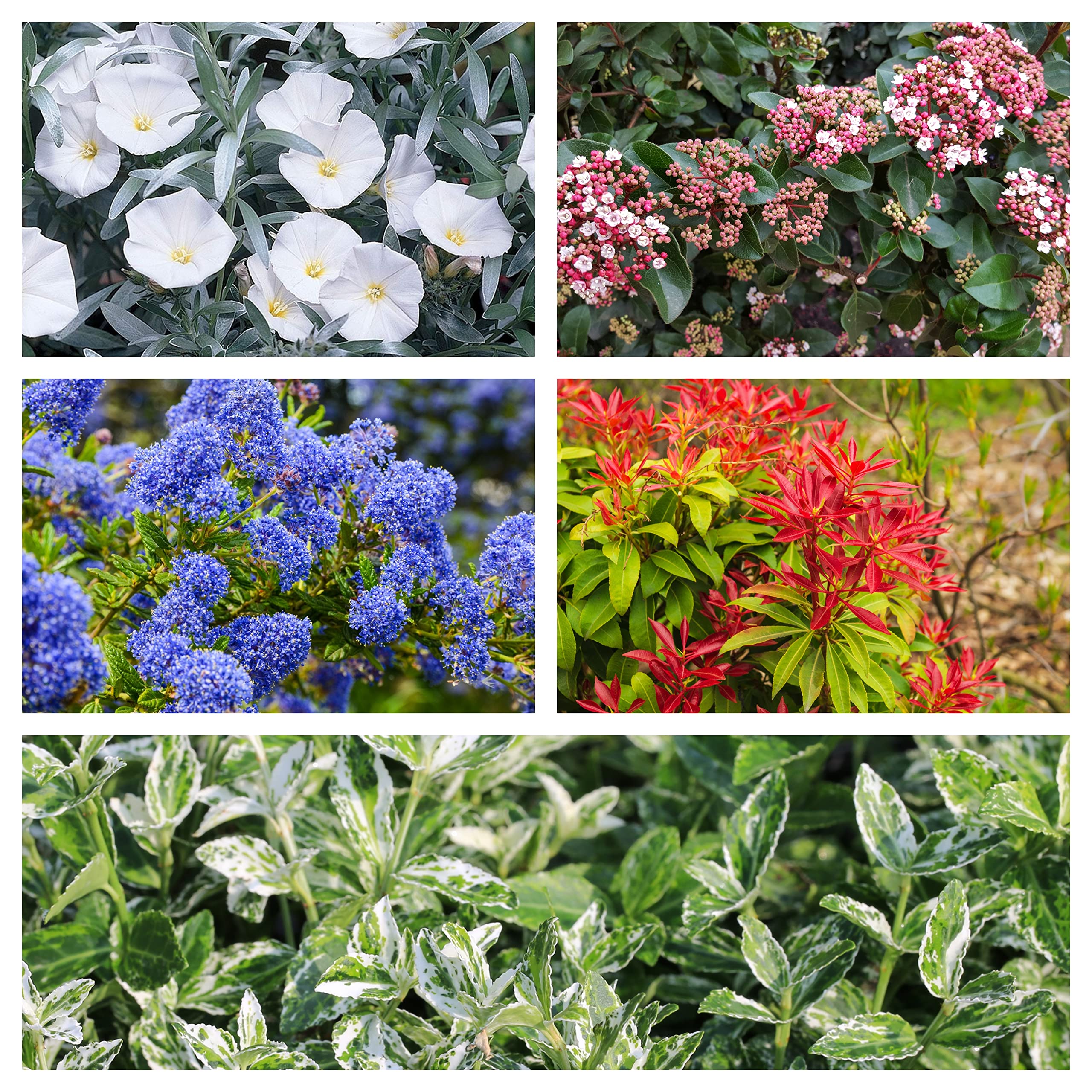 5 x Evergreen Shrubs Supplied in 9cm Pots | Hardy Evergreen Shrub Mix