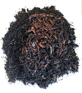 Nature's Little Recyclers 1,000+ Red Worms, Red Wigglers, Compost Earthworms, Organic, Sustainably Raised - coolthings.us