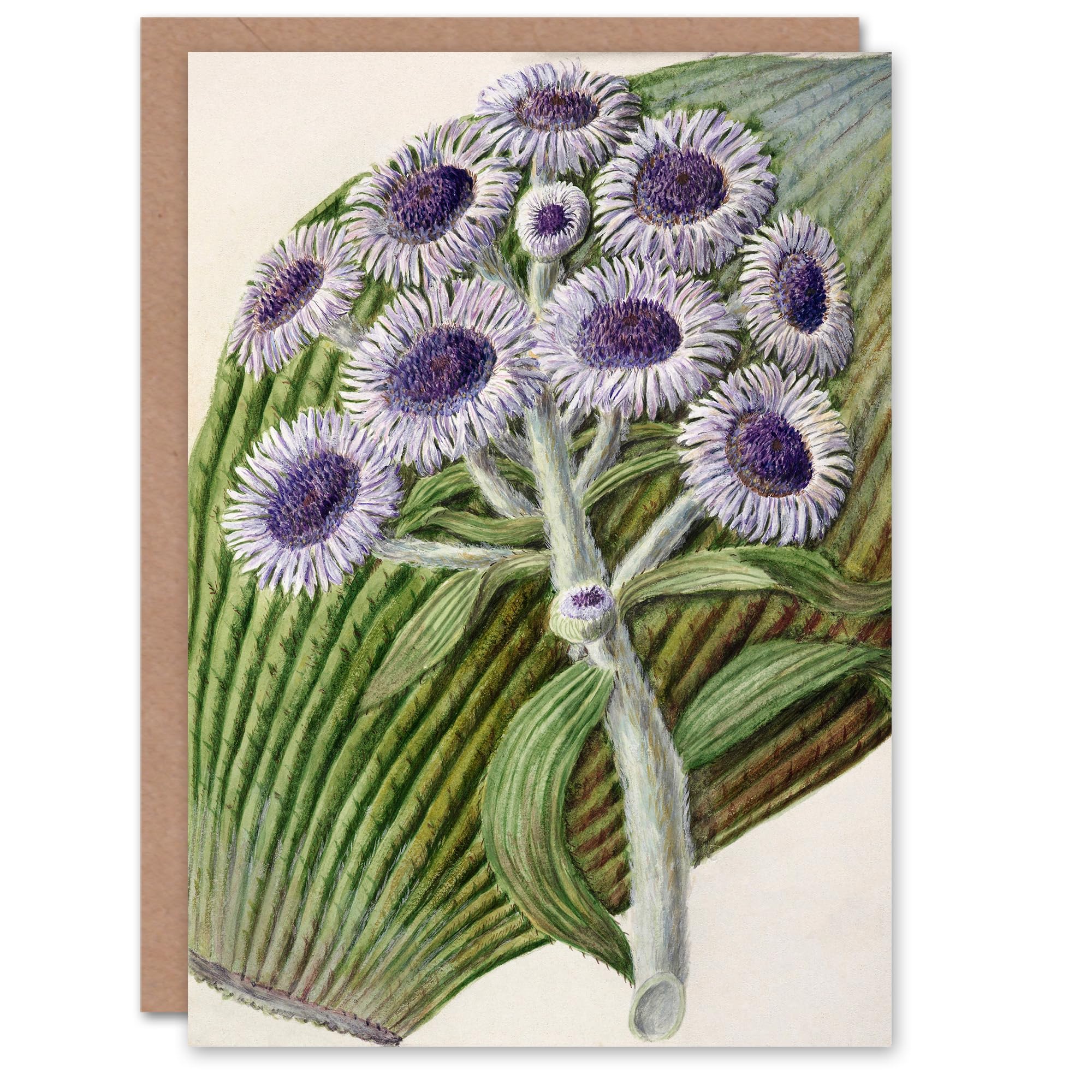 Artery8 Sarah Featon Art Card New Zealand Antarctic Daisy Flowers