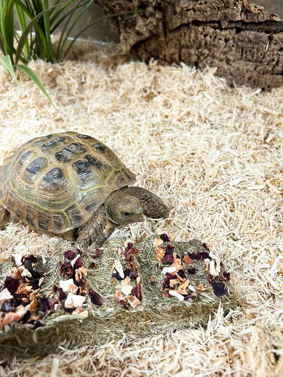 Komodo Tortoise Vegetable Snack Bar High Fibre Protein Rich Healthy Complementary Treat with Grass Fines and Mixed Vegetables Tortoise Diet