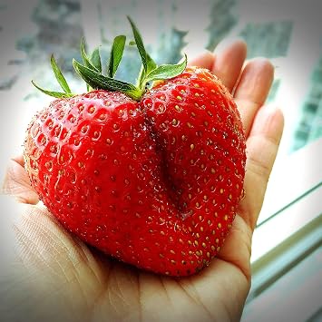 15 Seeds Giant Strawberry Fragaria spp June Bearing Huge Red Berry Fruit White Flower