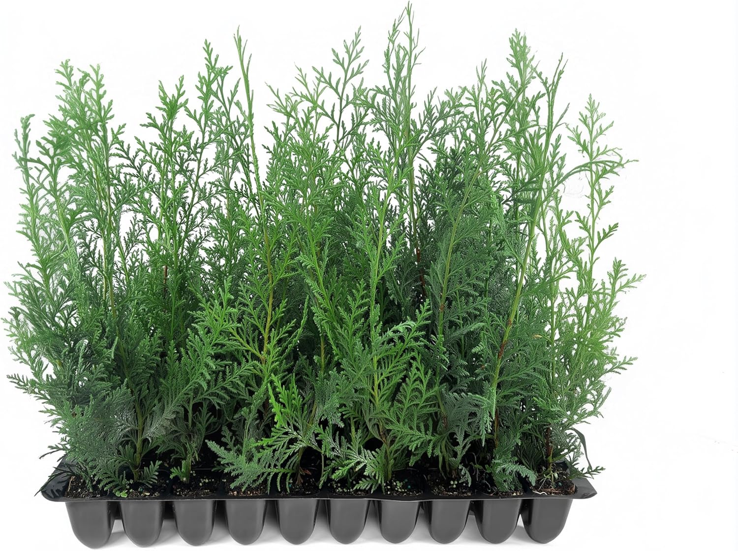 Murray Cypress | 3 Live Plants | Cupressocyparis leylandii 'Murray' | Fast Growing Privacy Trees | Evergreen Plants for Windbreaks