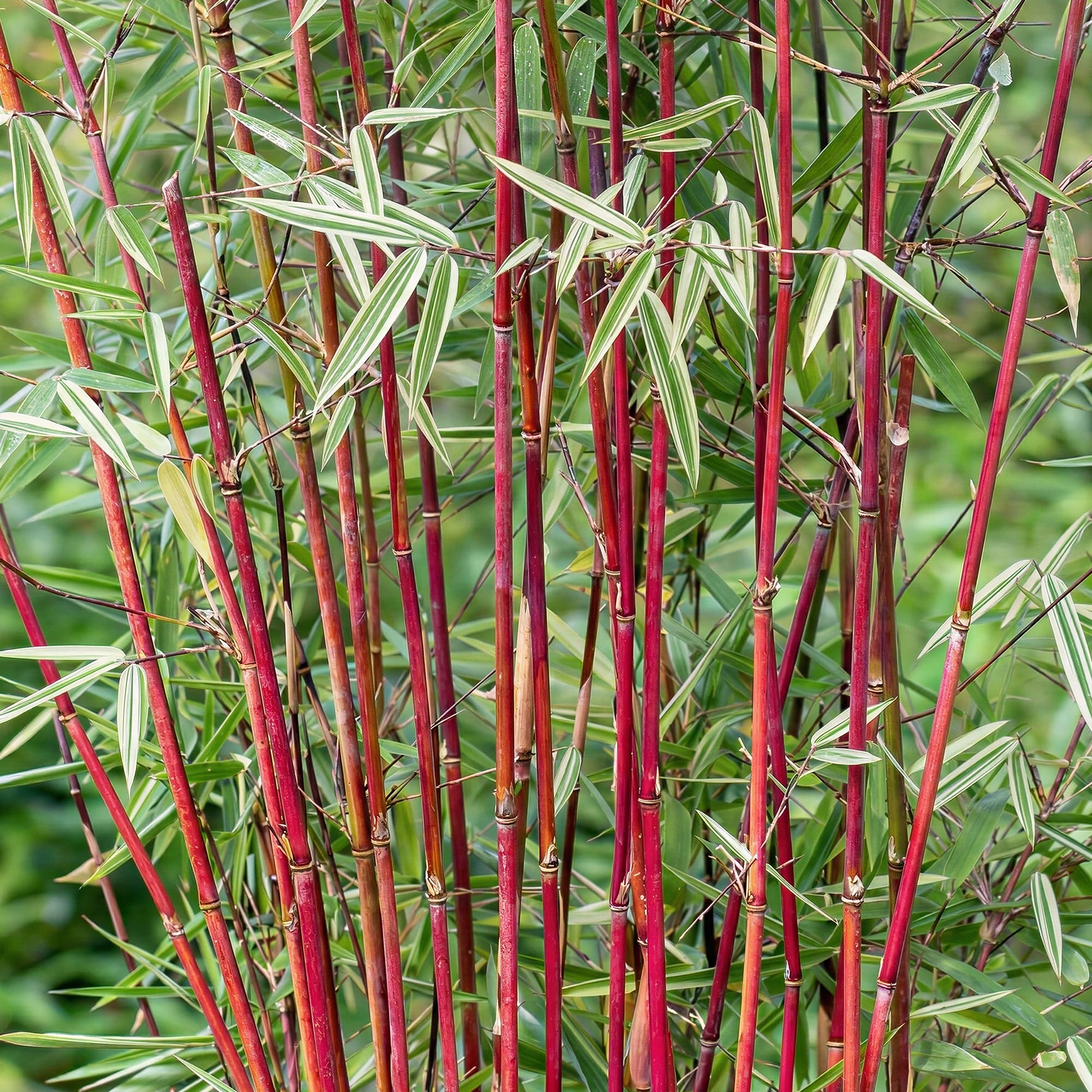Fargesia Rufa Frosttip Bamboo Plant - Evergreen, Variegated Large Bamboo Plants for Patio or Garden Screening for Gardens - Perfect Plants for a Cute Zen Garden (14cm Pot, 40-50cm)