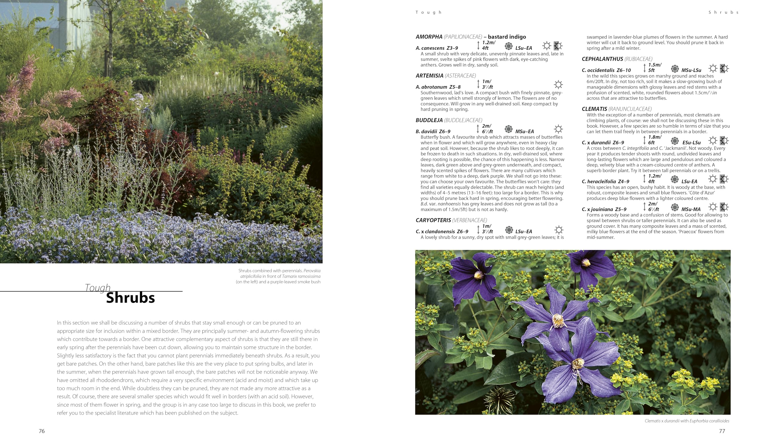 Dream Plants for the Natural Garden