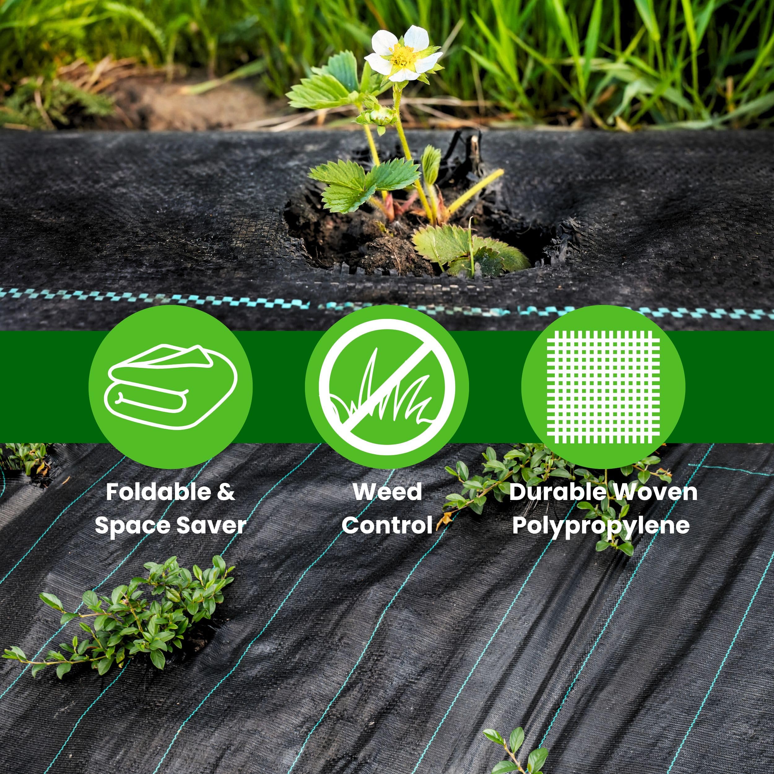 Orto Bio Telo Pacciamatura Nero DI GIULIO - 100m X 1m, Fori Ogni 30cm, Antierbacce Per Film Pacciamante Forato - Foto 8